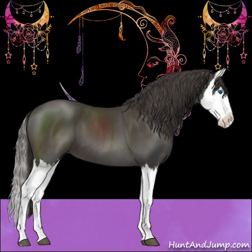 Horse Color:Smoky Black Splash 