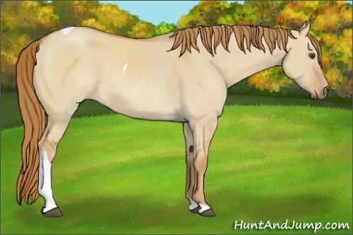 Horse Color:Red Dun Tobiano 