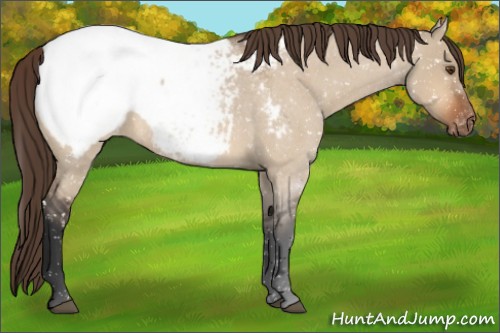 Horse Color:Bay Roan Dun Near Fewspot 