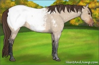Horse Color:Bay Roan Dun Near Fewspot 