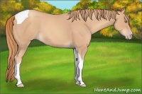 Horse Color:Gold Champagne Tobiano 