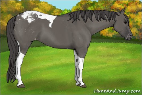 Horse Color:Grullo Tobiano Appaloosa 