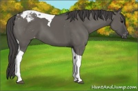 Horse Color:Grullo Tobiano Appaloosa 