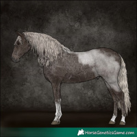 Horse Color:Gray Silver Black Tobiano 