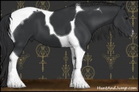 Horse Color:Black Tobiano 