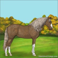 Horse Color:Chocolate Palomino 