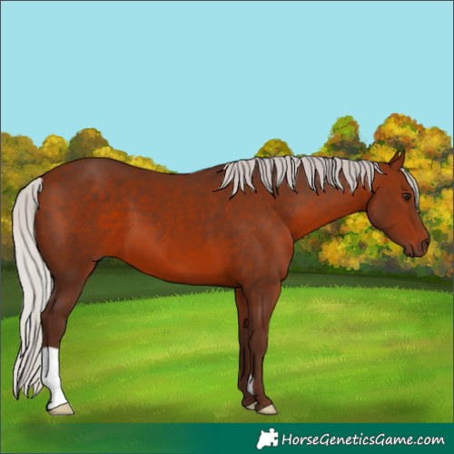 Horse Color:Silver Bay 