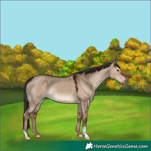 Horse Color:Liver Red Dun 
