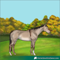 Horse Color:Liver Red Dun 