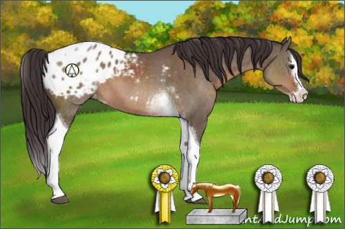 Horse Color:Brown Dun Sabino Splash Tobiano Appaloosa 