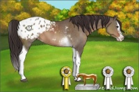 Horse Color:Brown Dun Sabino Splash Tobiano Appaloosa 