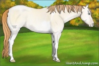 Horse Color:Buckskin Pearl Onyx Sabino Tobiano