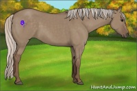 Horse Color:Silver Grullo 