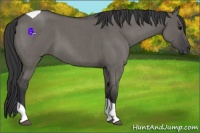 Horse Color:Grullo Roan Tobiano