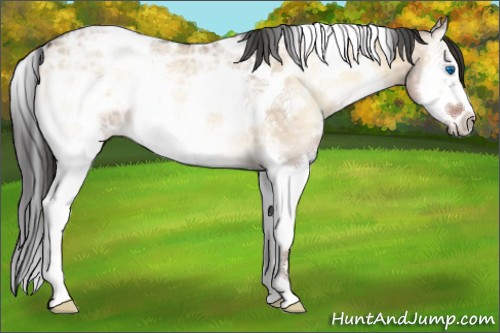 Horse Color:White Spotted Liver Red Dun Ice Onyx Splash Frame 