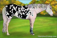 Horse Color:Nacre Plaid  Silver Black Ice Appaloosa Rabicano 