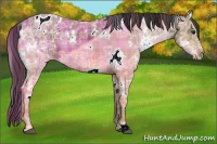Horse Color:Plaid  White Spotted Brown Ice Appaloosa 
