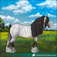 Horse Color:Buckskin Roan 