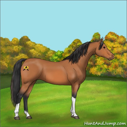 Horse Color:Bay Tobiano 