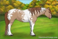 Horse Color:Red Dun Tobiano 