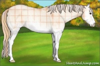 Horse Color:Plaid  White Spotted Silver Sable Champagne Ice Onyx 