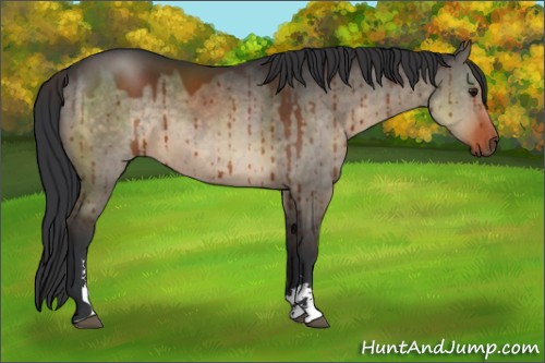 Horse Color:Brown Dun Sabino Brindle