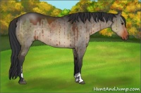 Horse Color:Brown Dun Sabino Brindle 