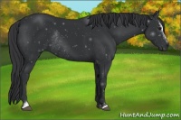 Horse Color:Black Sabino Rabicano 