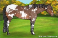 Horse Color:White Spotted Bay Appaloosa 