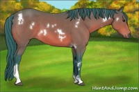 Horse Color:Watercolor White Spotted Bay Tobiano Rabicano 