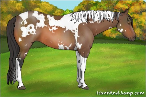 Horse Color:White Spotted Bay Tobiano 