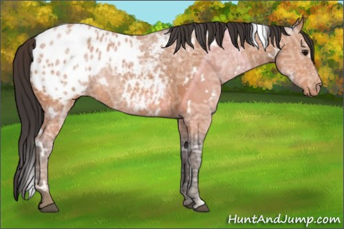 Horse Color:White Spotted Bay Ice Appaloosa 