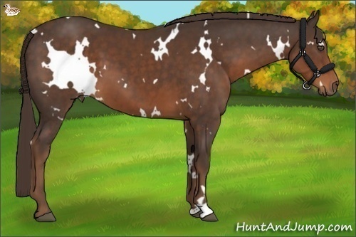 Horse Color:White Spotted Liver Chestnut 