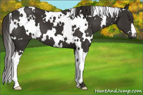 Horse Color:White Spotted Liver Chestnut