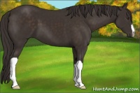 Horse Color:Liver Chestnut 