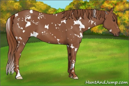 Horse Color:White Spotted Chestnut 