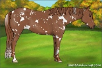 Horse Color:White Spotted Chestnut 