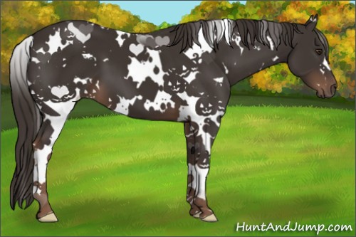 Horse Color:White Spotted Liver Chestnut