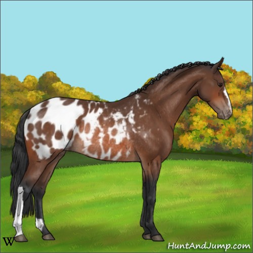 Horse Color:Brown Appaloosa Rabicano 