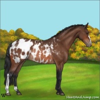 Horse Color:Brown Appaloosa Rabicano 