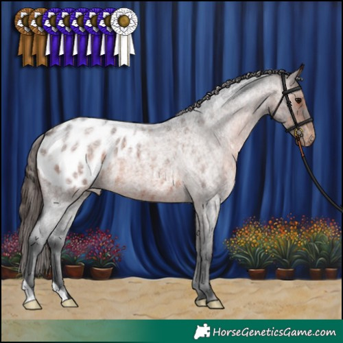 Horse Color:Brown Roan Blanket