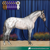 Horse Color:Brown Roan Appaloosa 