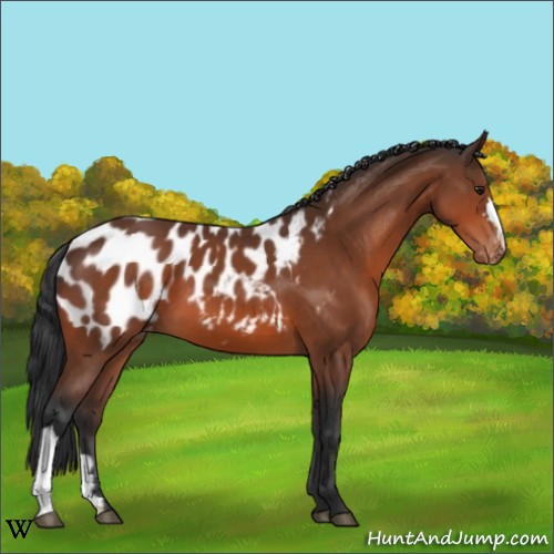 Horse Color:Brown Appaloosa 