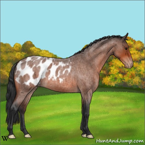 Horse Color:Bay Roan Appaloosa 