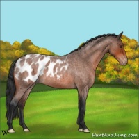 Horse Color:Bay Roan Appaloosa 