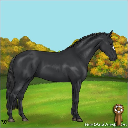 Horse Color:Black 