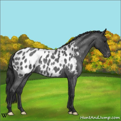 Horse Color:Blue Roan Near Leopard 
