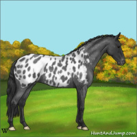 Horse Color:Blue Roan Near Leopard 