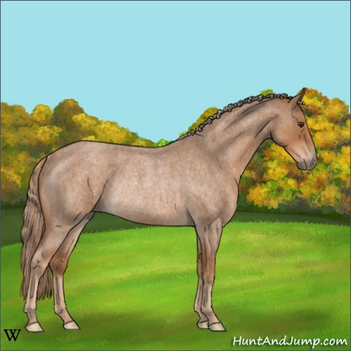Horse Color:Red Roan Rabicano 