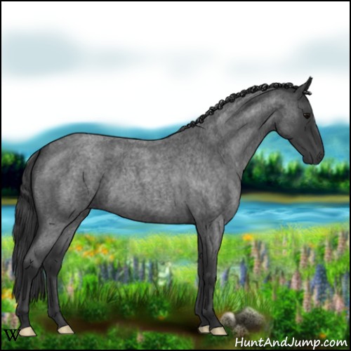 Horse Color:Blue Roan